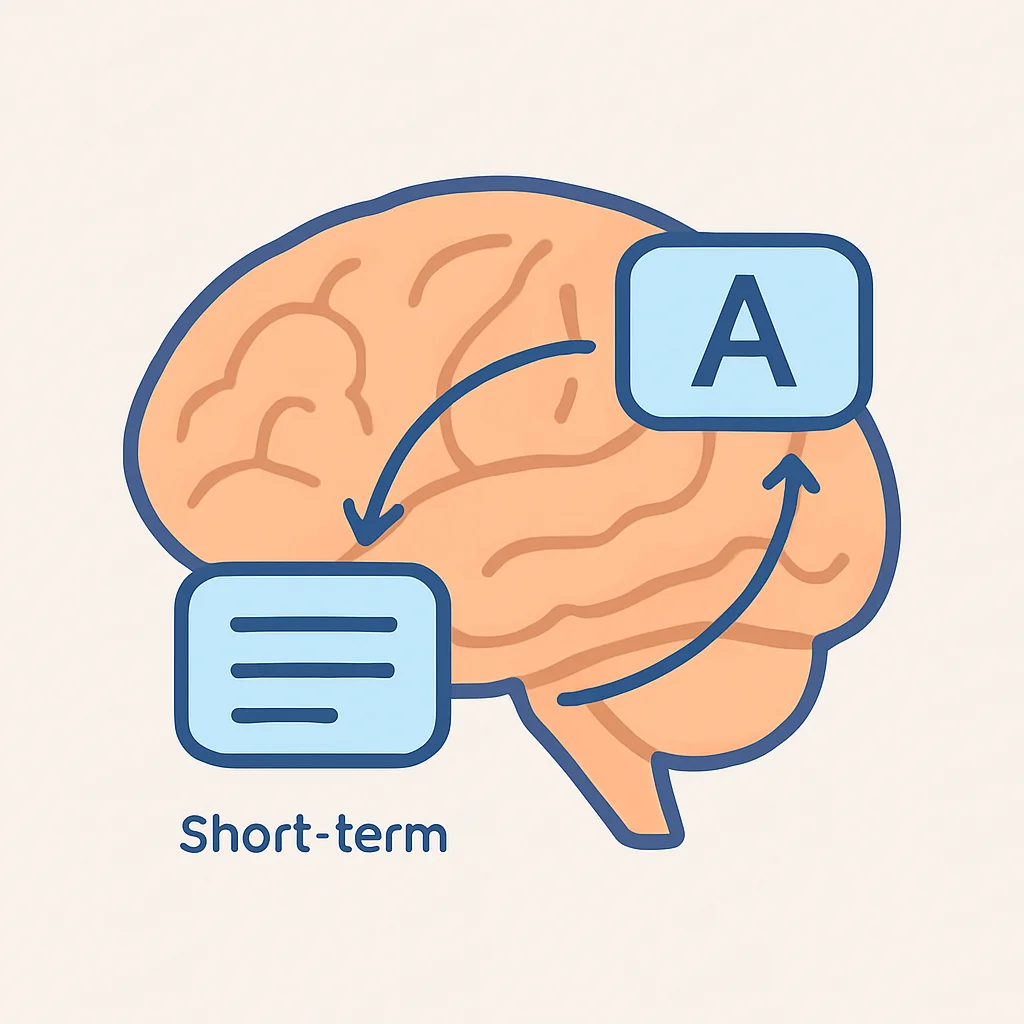 Diagramme du cerveau montrant l'interaction entre la mémoire à court terme et la mémoire à long terme pendant l'apprentissage des langues